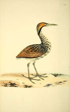 Image of American Bittern