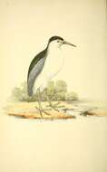 Image of Night Herons