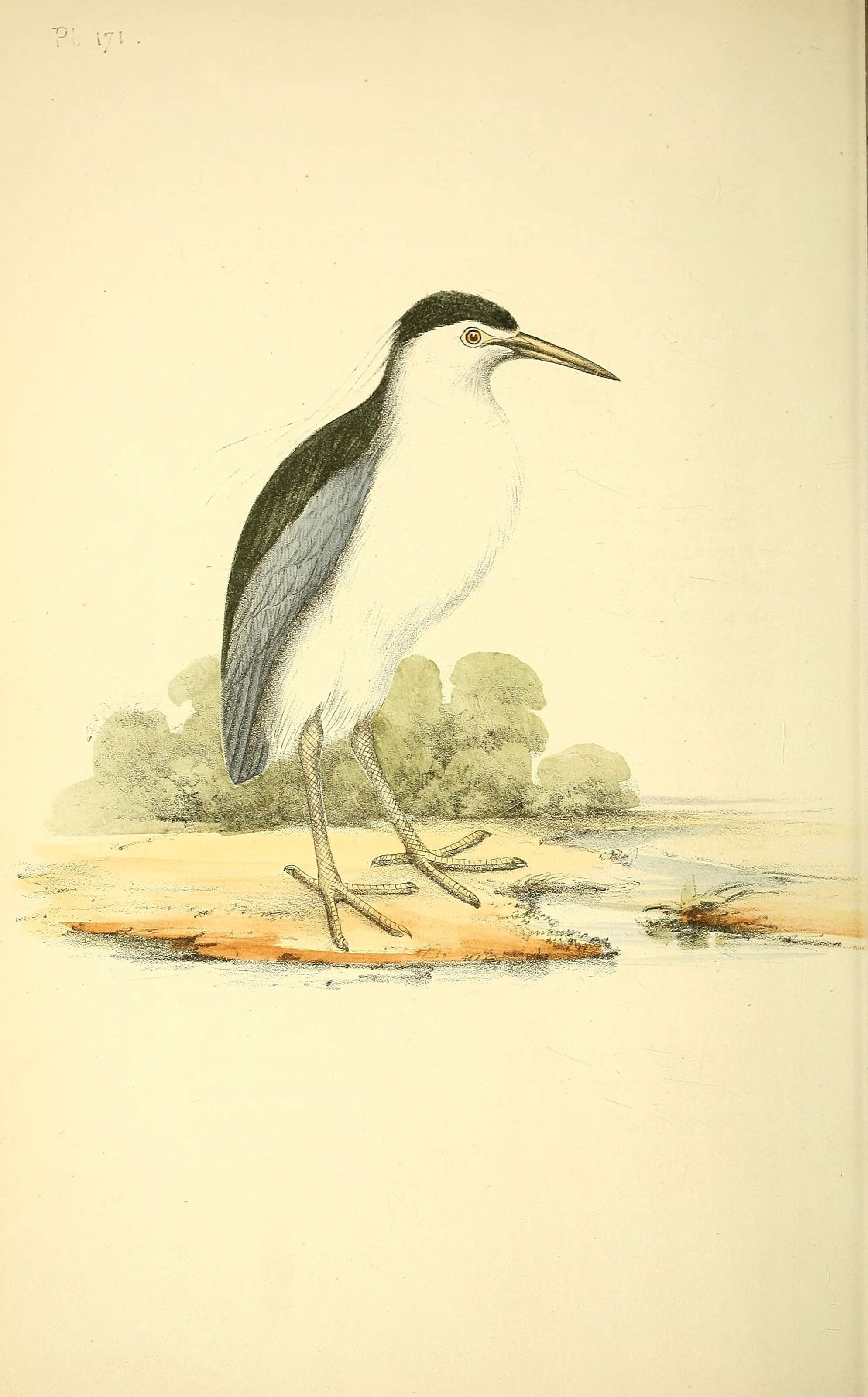 Image of Night Herons