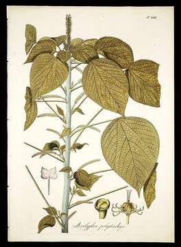 Image de Acalypha