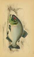 Image of redeye piranha