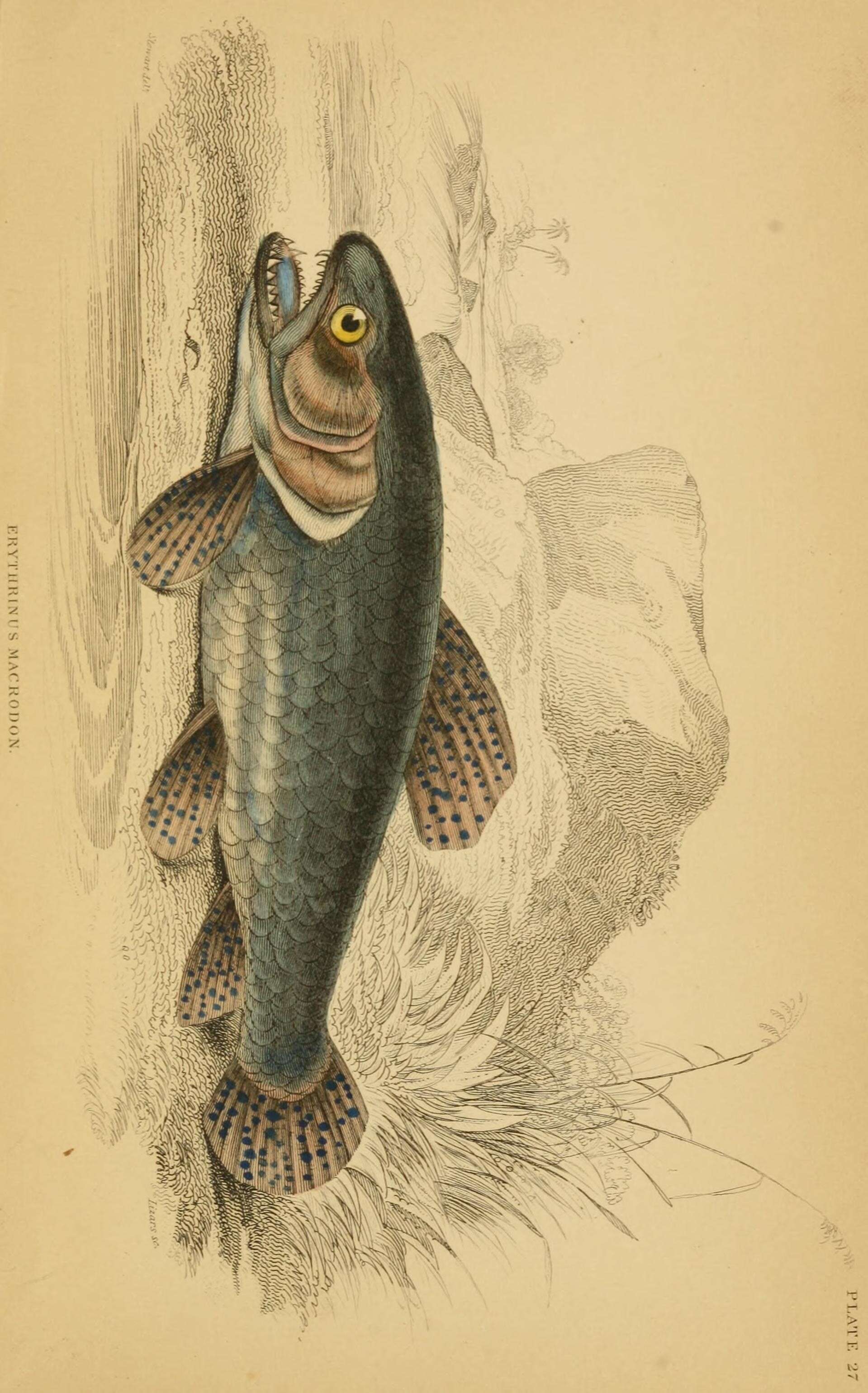 Image of Guabine