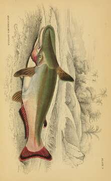 Image of Catfish