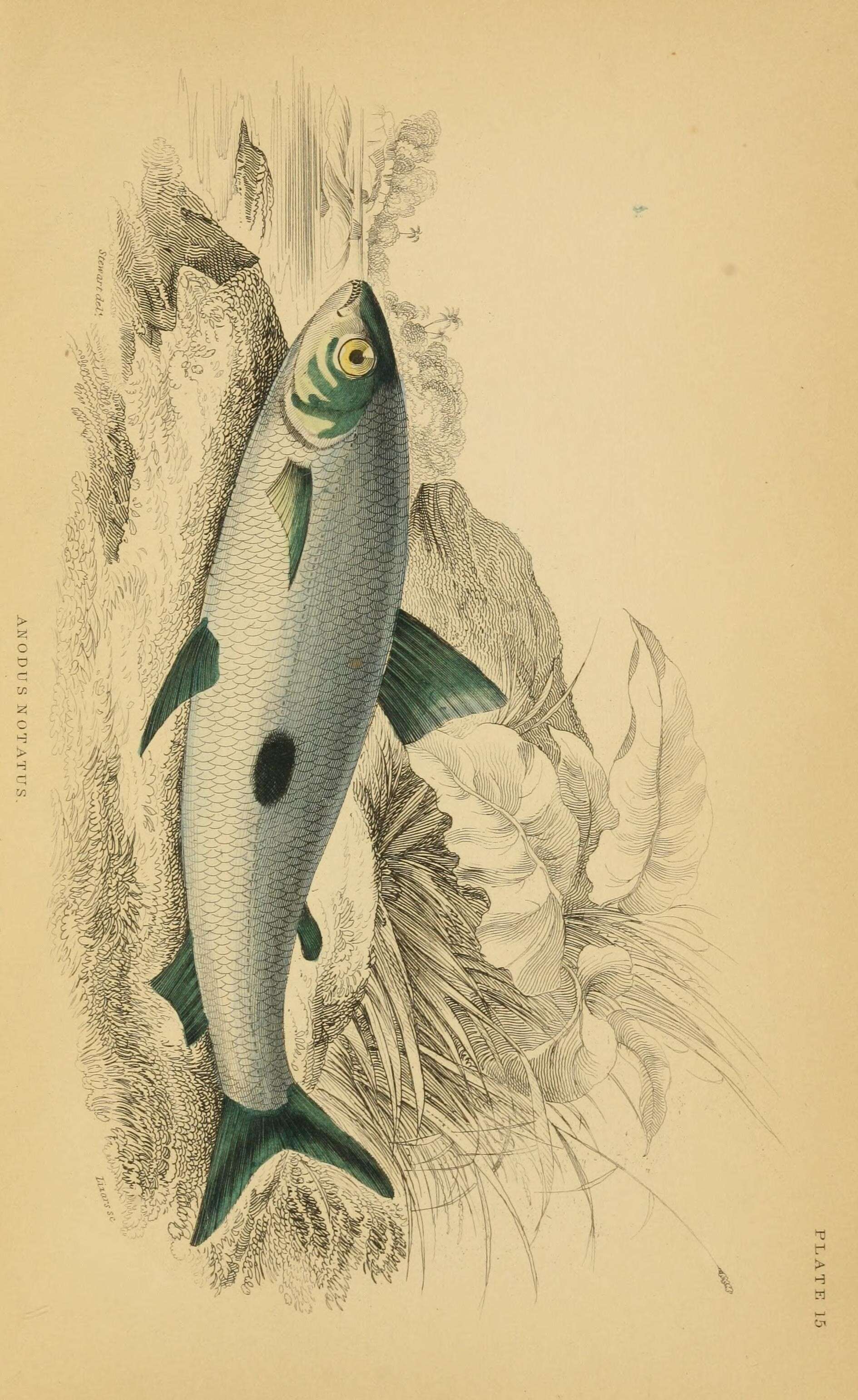 Image of Hemiodus unimaculatus (Bloch 1794)
