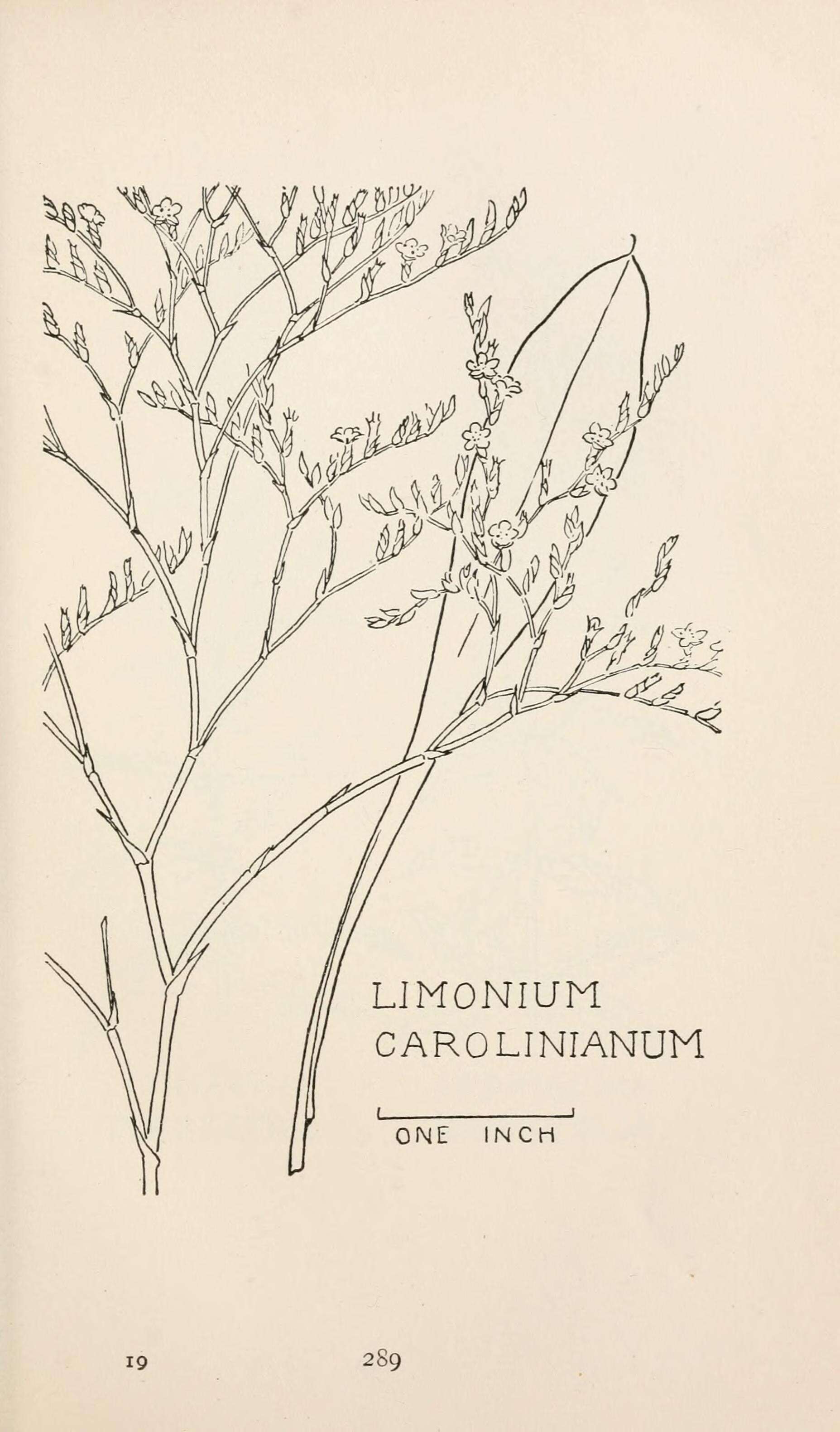 Imagem de Limonium carolinianum (Walt.) Britt.