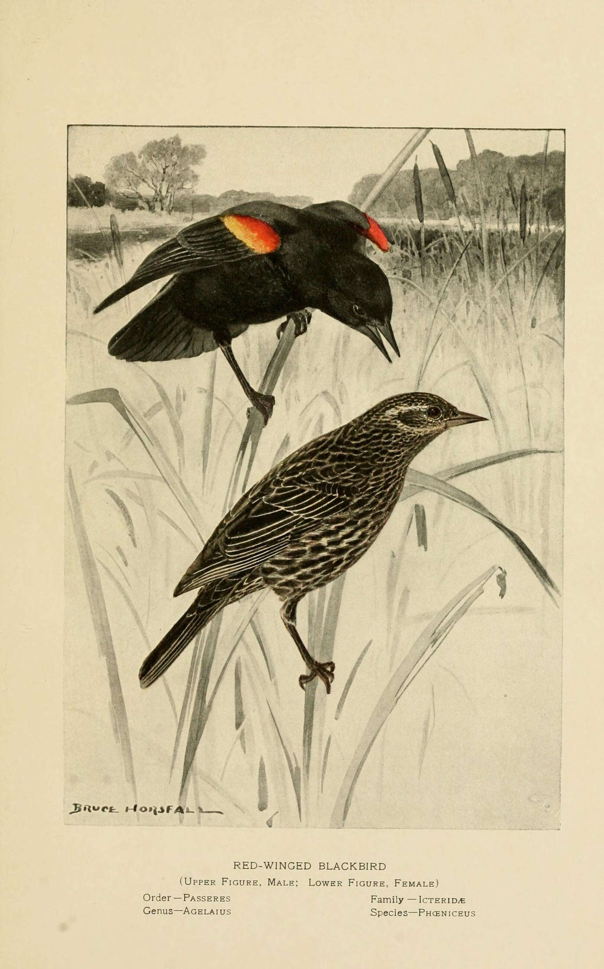 Image of New World blackbirds