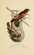 Image of Baltimore Oriole