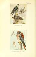 Image of American Kestrel