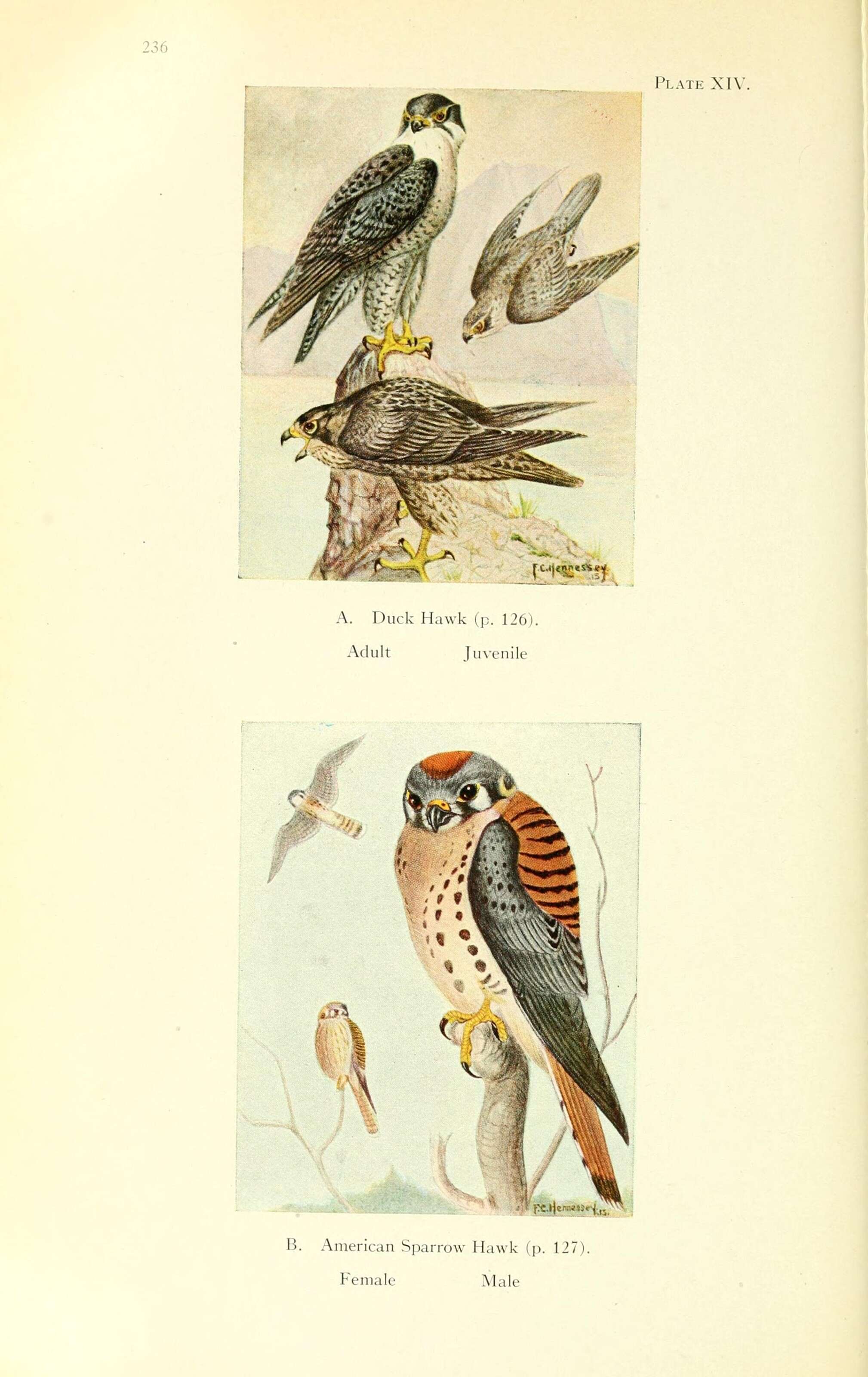 Image of American Kestrel