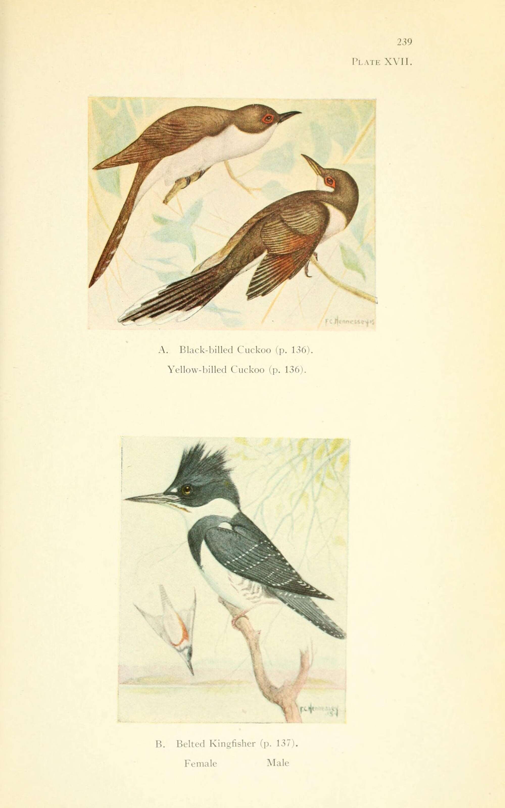 Image of Yellow-billed Cuckoo