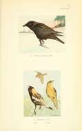 Слика од Corvus brachyrhynchos Brehm & CL 1822