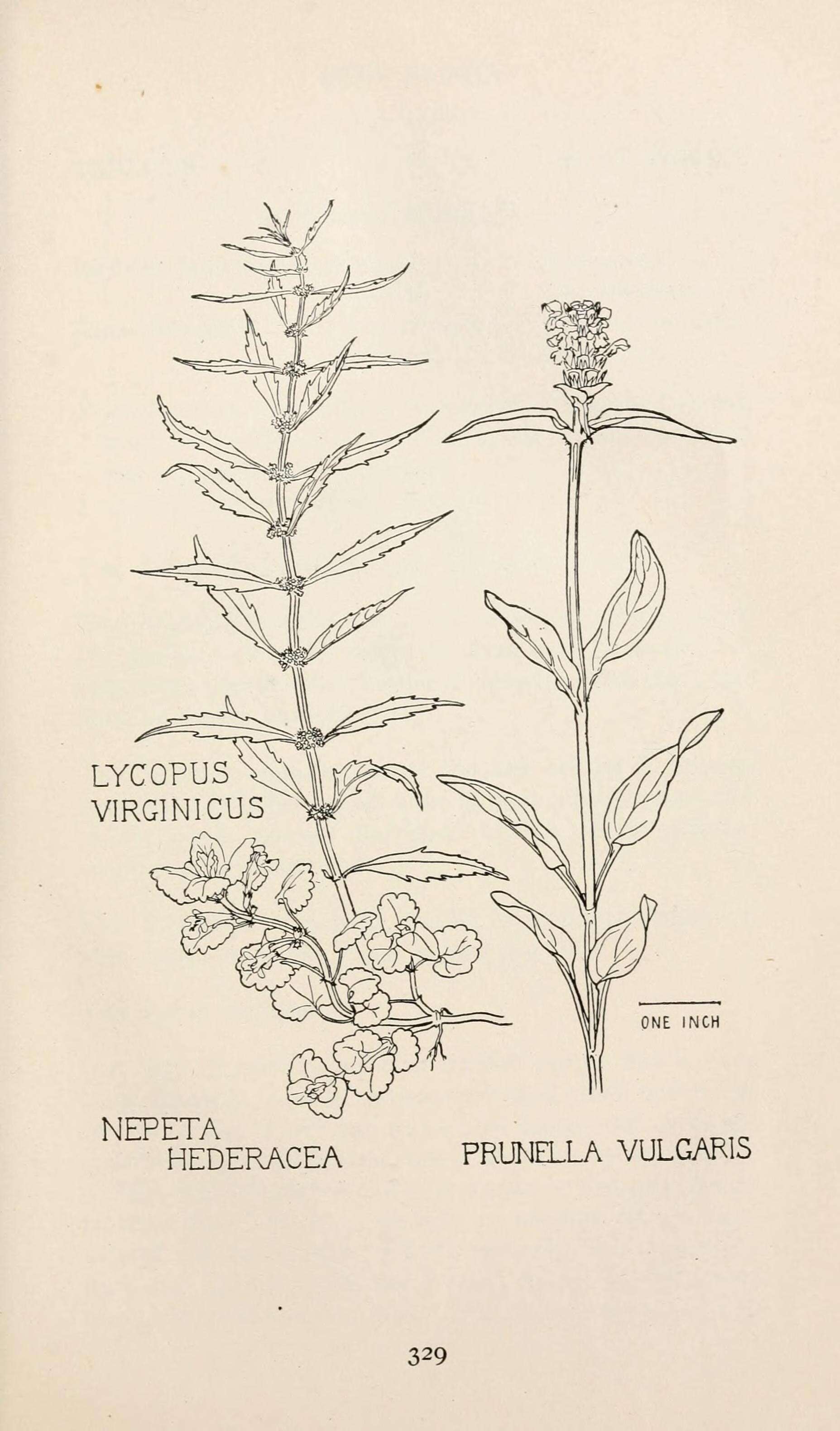 Image of Virginia water horehound