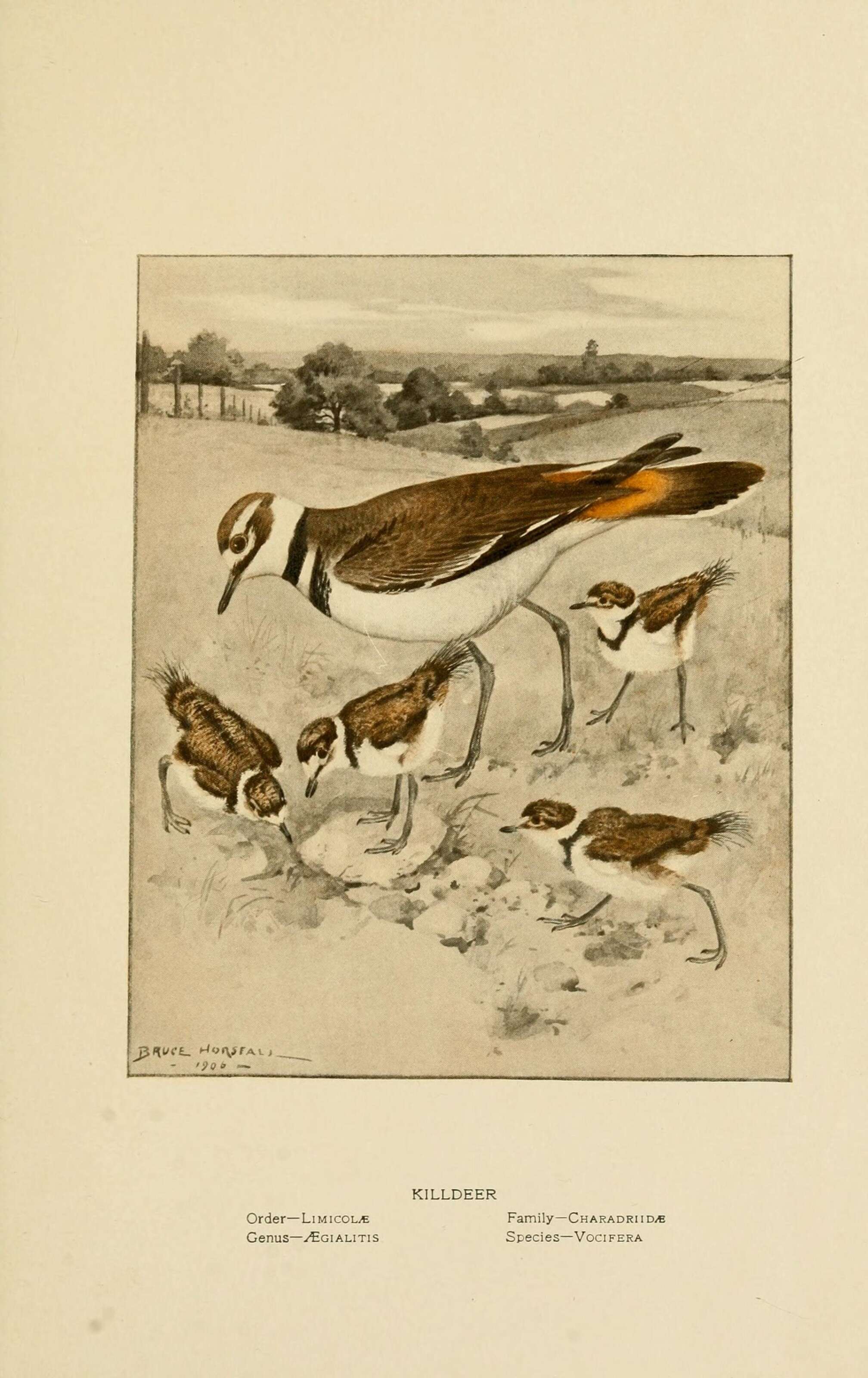 Image of plovers and relatives