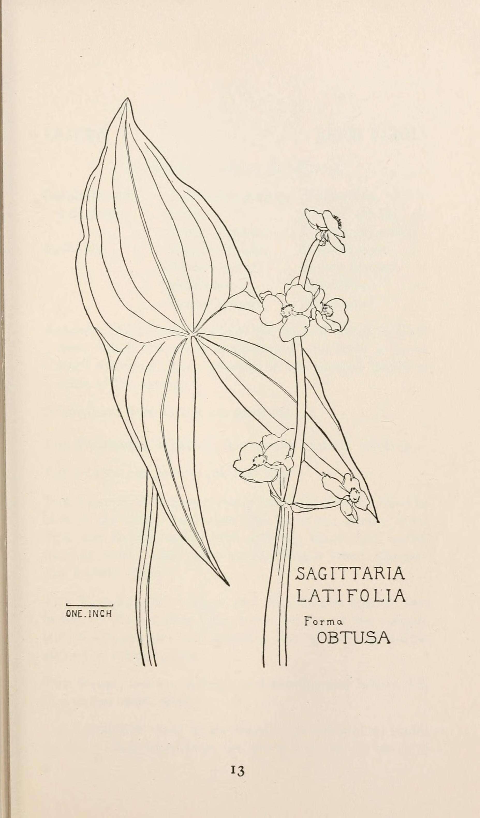 Слика од Sagittaria latifolia Willd.