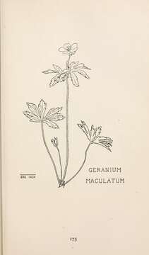 Image of spotted geranium