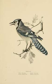 Image of Blue Jay