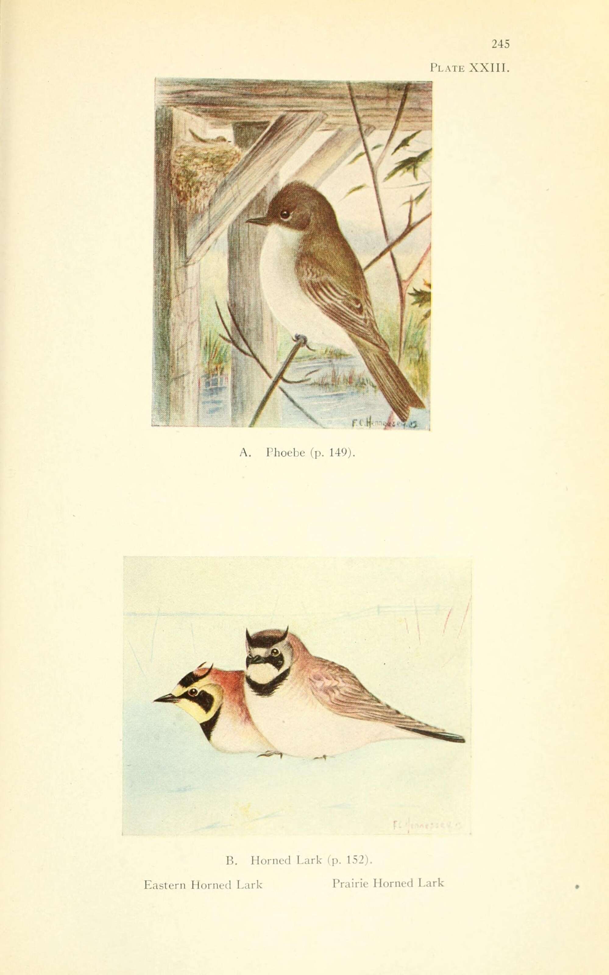 Image of Eastern Phoebe