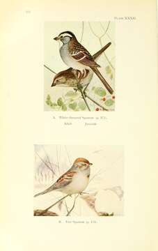 Image of White-throated Sparrow