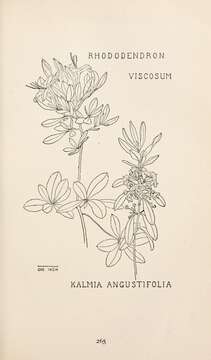 Rhododendron viscosum (L.) Torr. resmi