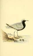 Image of Pluvialis Brisson 1760