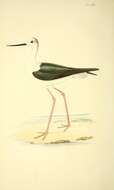 Plancia ëd Himantopus himantopus (Linnaeus 1758)