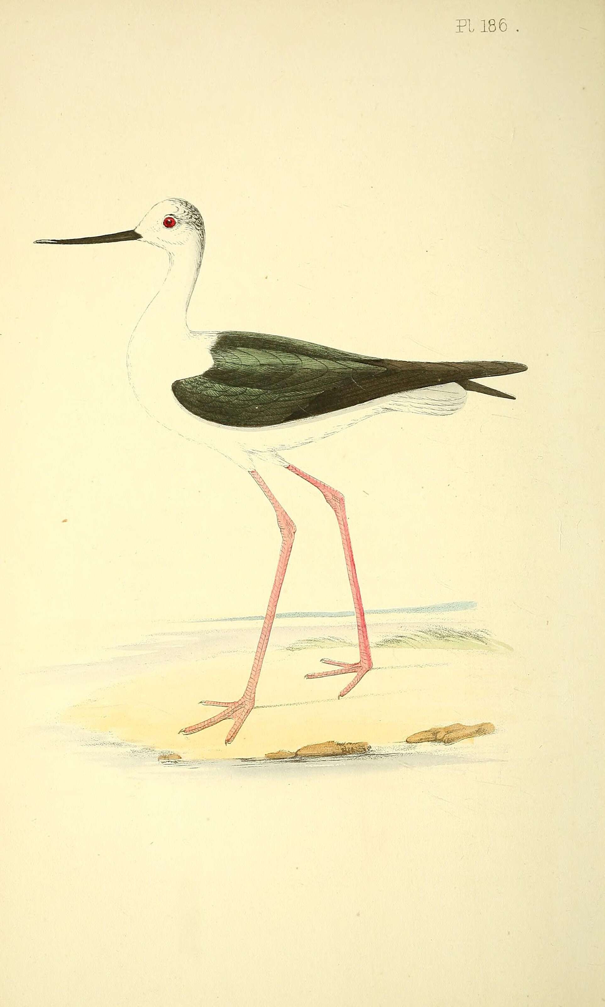 Image of Black-winged Stilt