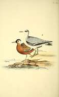 Image of Grey (Red) Phalarope