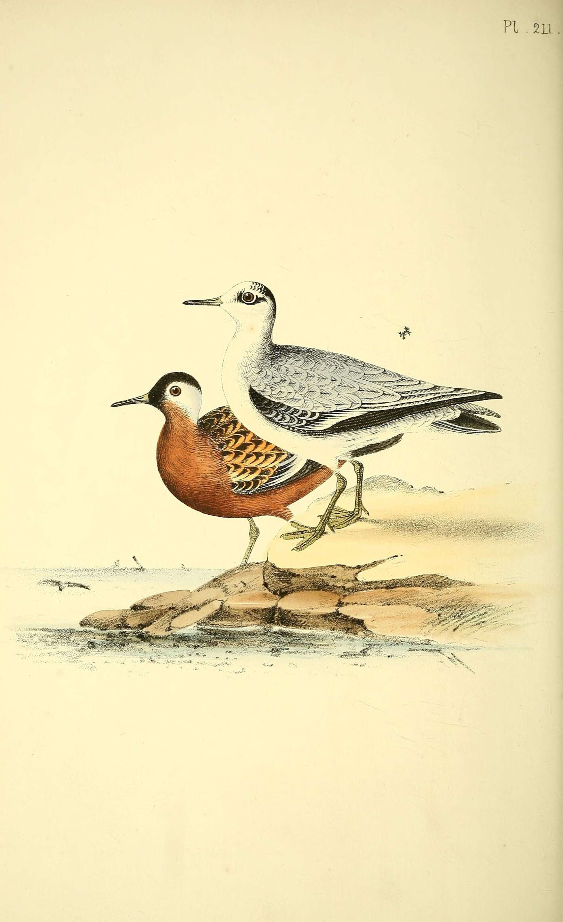 Image of Grey (Red) Phalarope