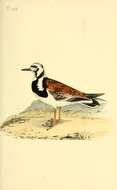 Image of Ruddy Turnstone