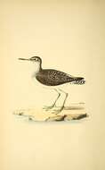 Image of Wood Sandpiper