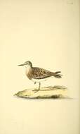 Image of Temminck's Stint