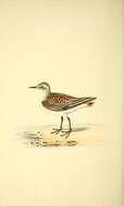 Image of Little Stint