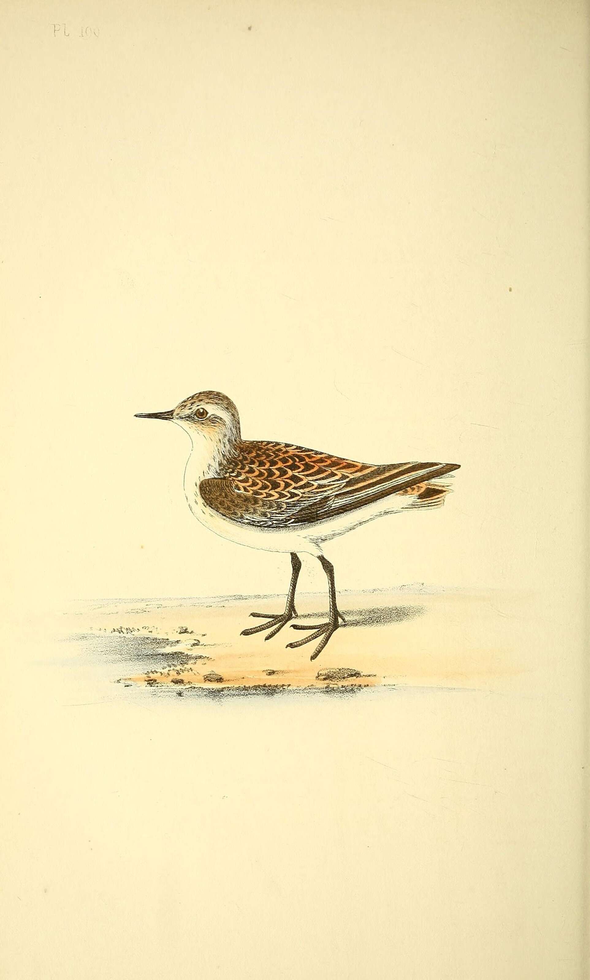 Plancia ëd Calidris minuta (Leisler 1812)