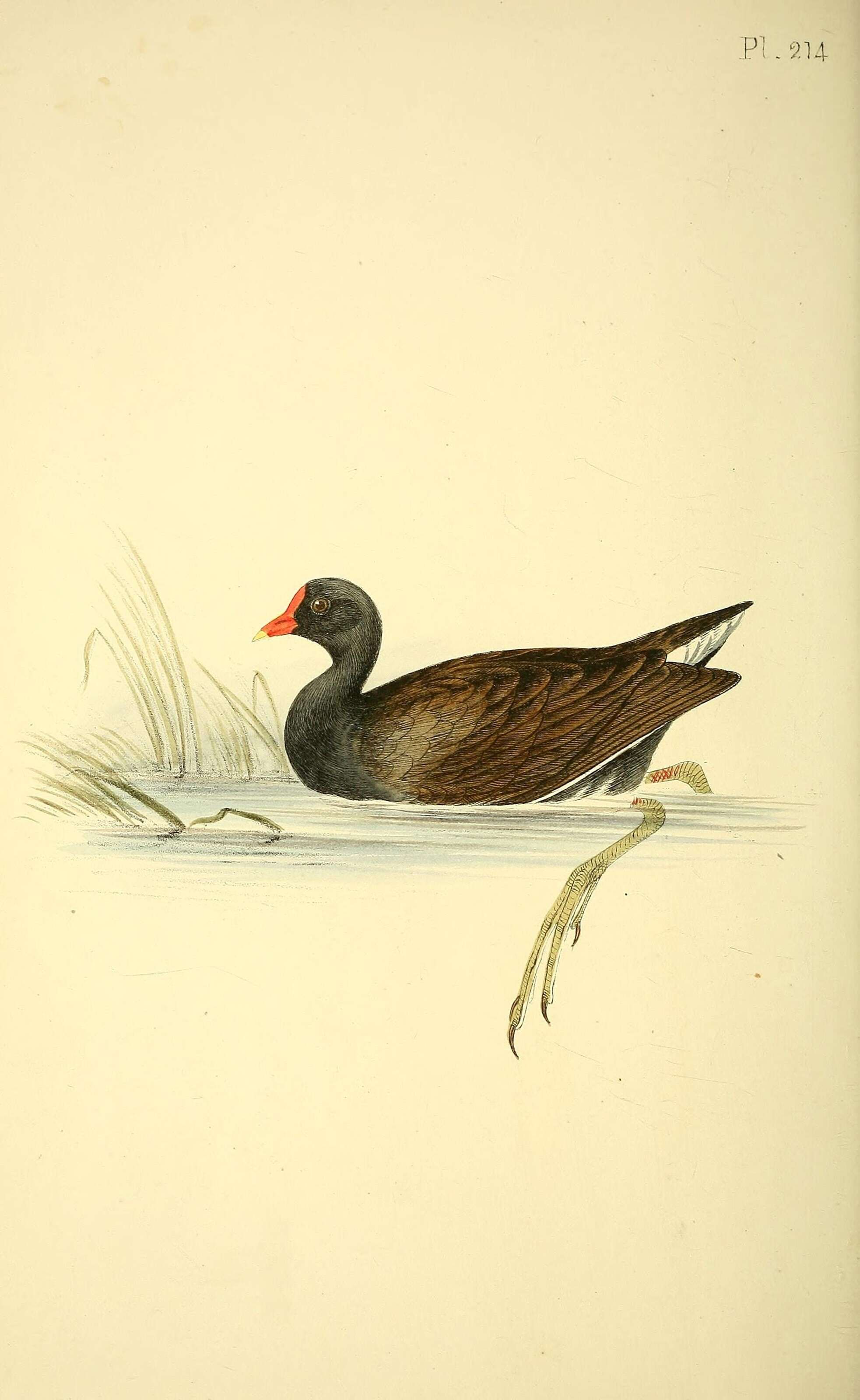 Image of Common Moorhen