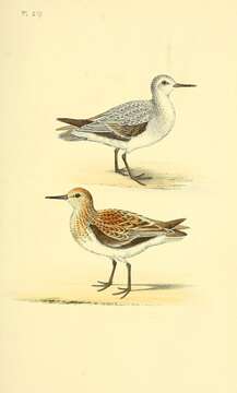 Image of Sanderling