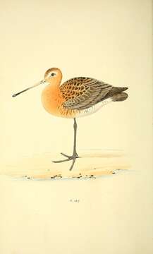 Image of Black-tailed Godwit