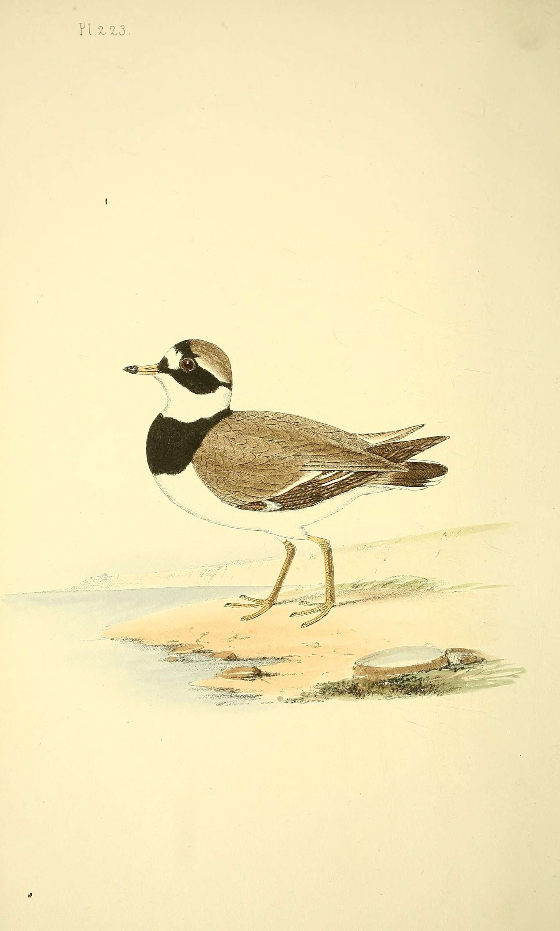 Image of ringed plover, common ringed plover