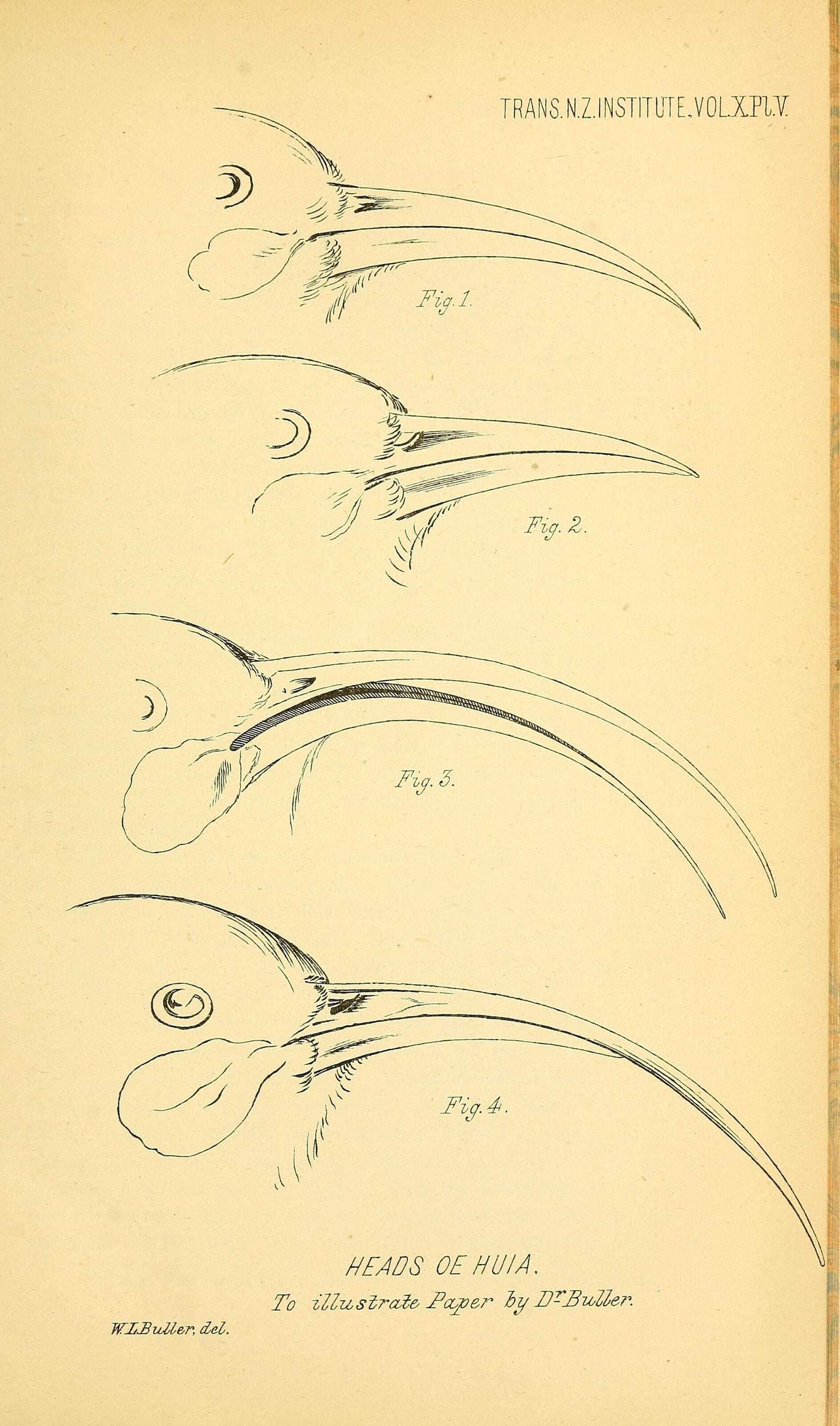 Heteralocha Cabanis 1851的圖片