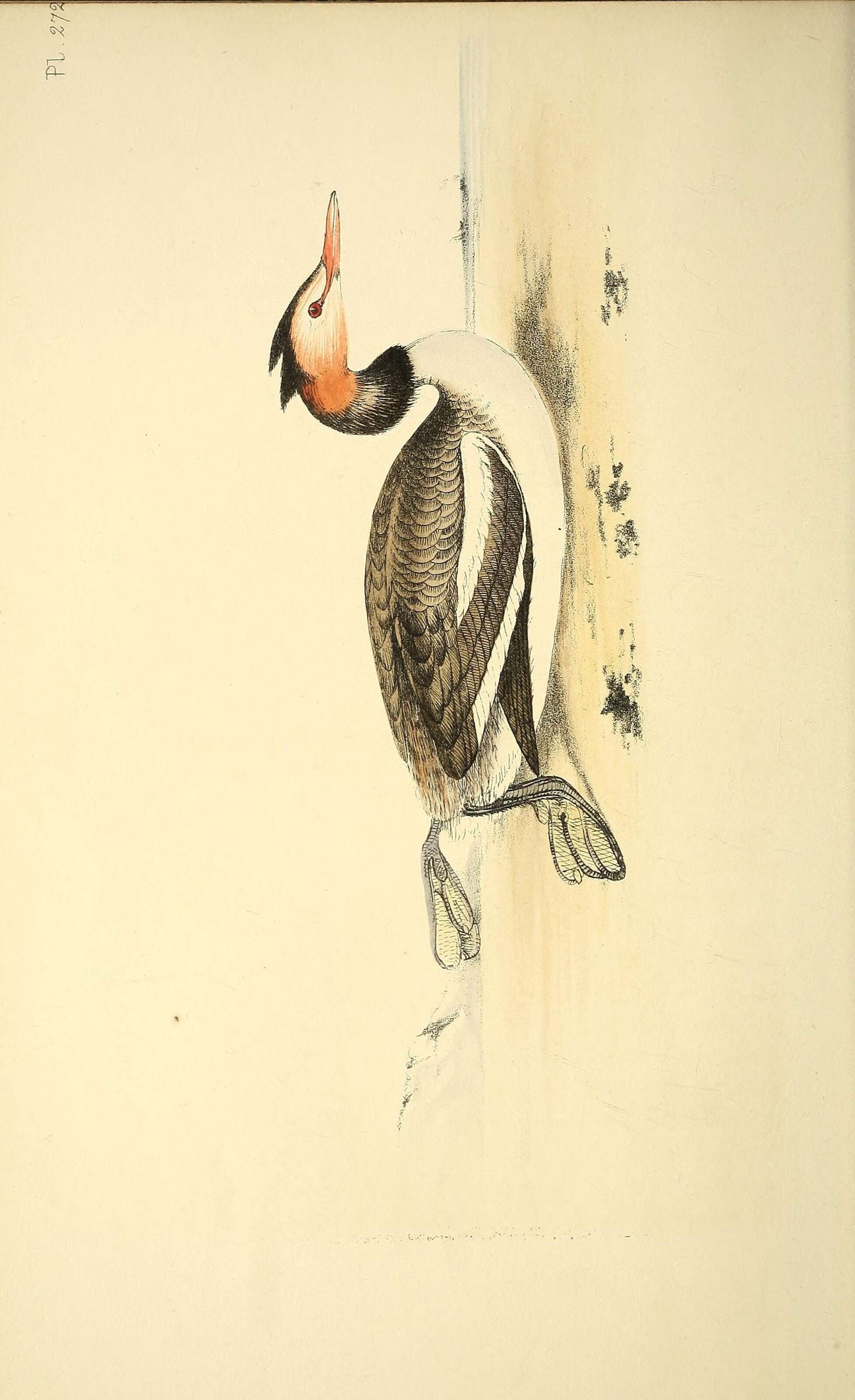 Image of Podiceps Latham 1787