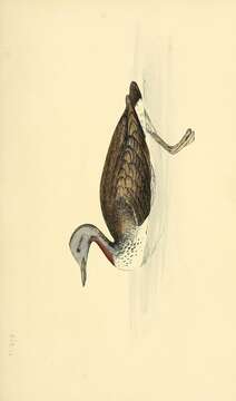 Image of Red-throated Diver