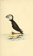 Image of Puffin