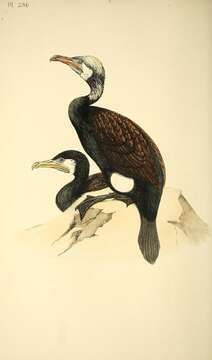 Image of Black Shag