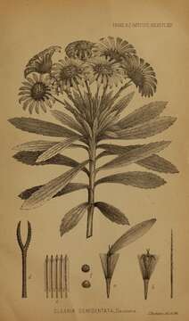 Image of Chatham Island aster