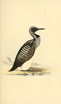 Image of Arctic Loon