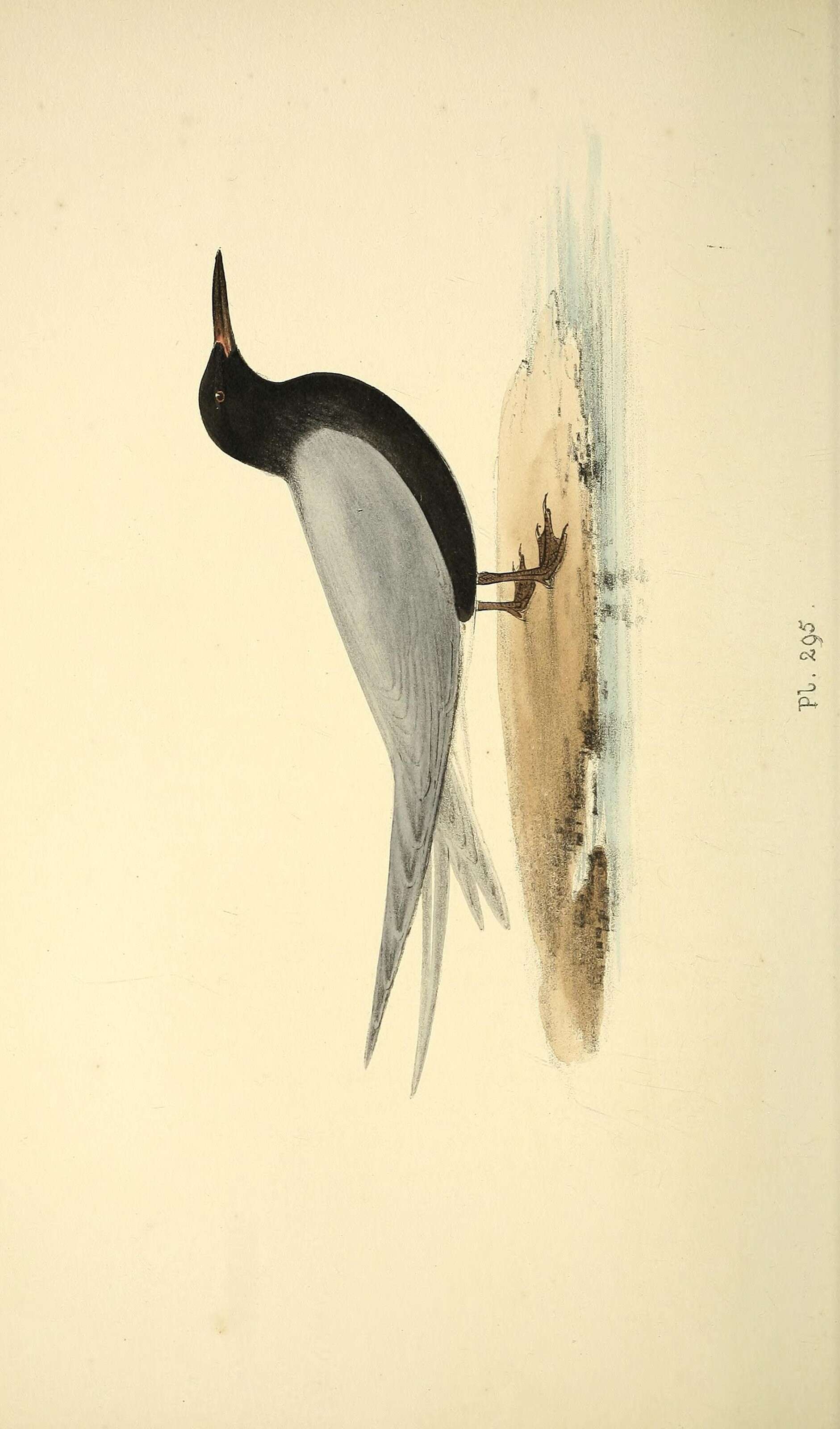Plancia ëd Chlidonias niger (Linnaeus 1758)
