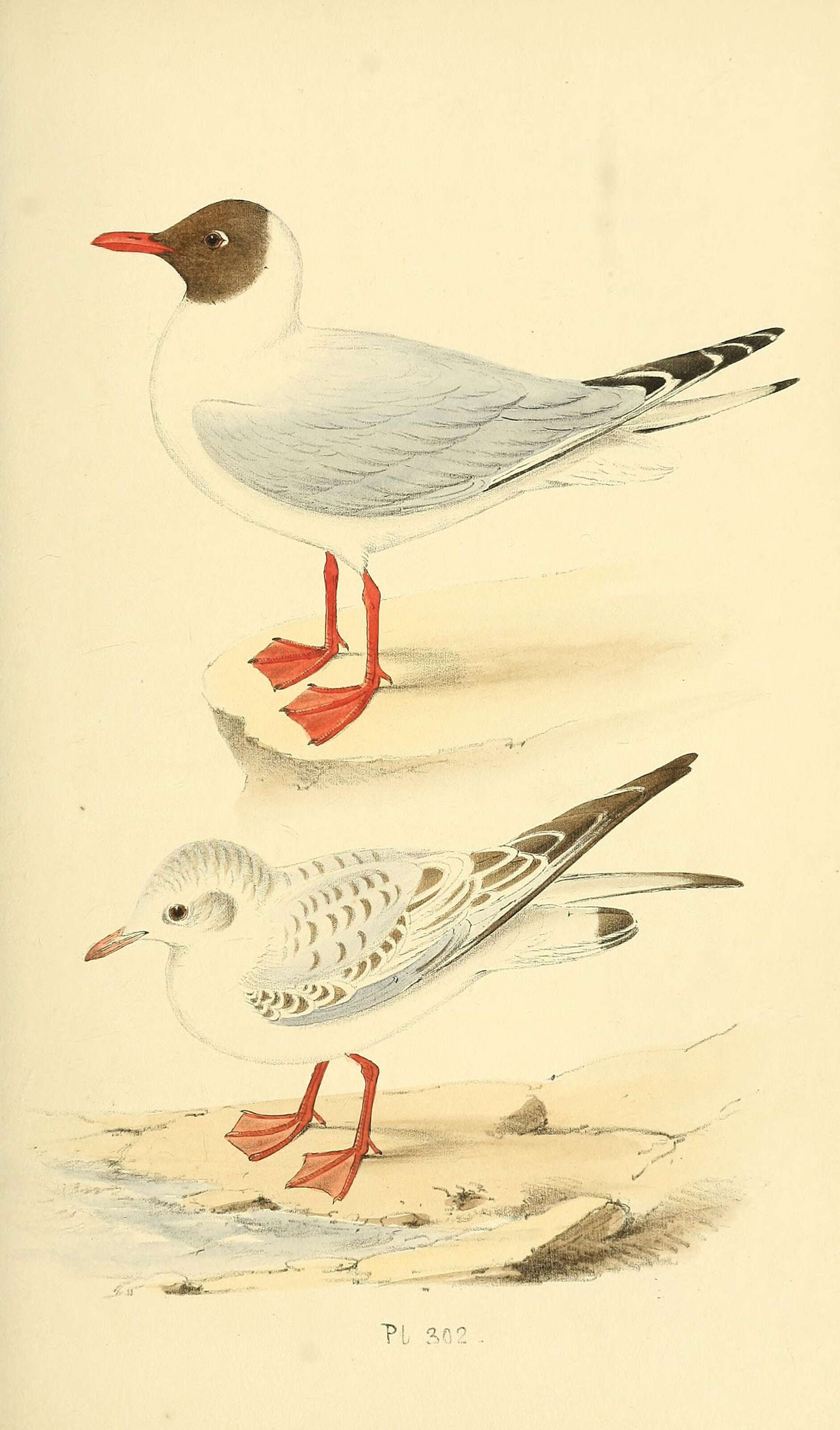 Image of Black-headed Gull