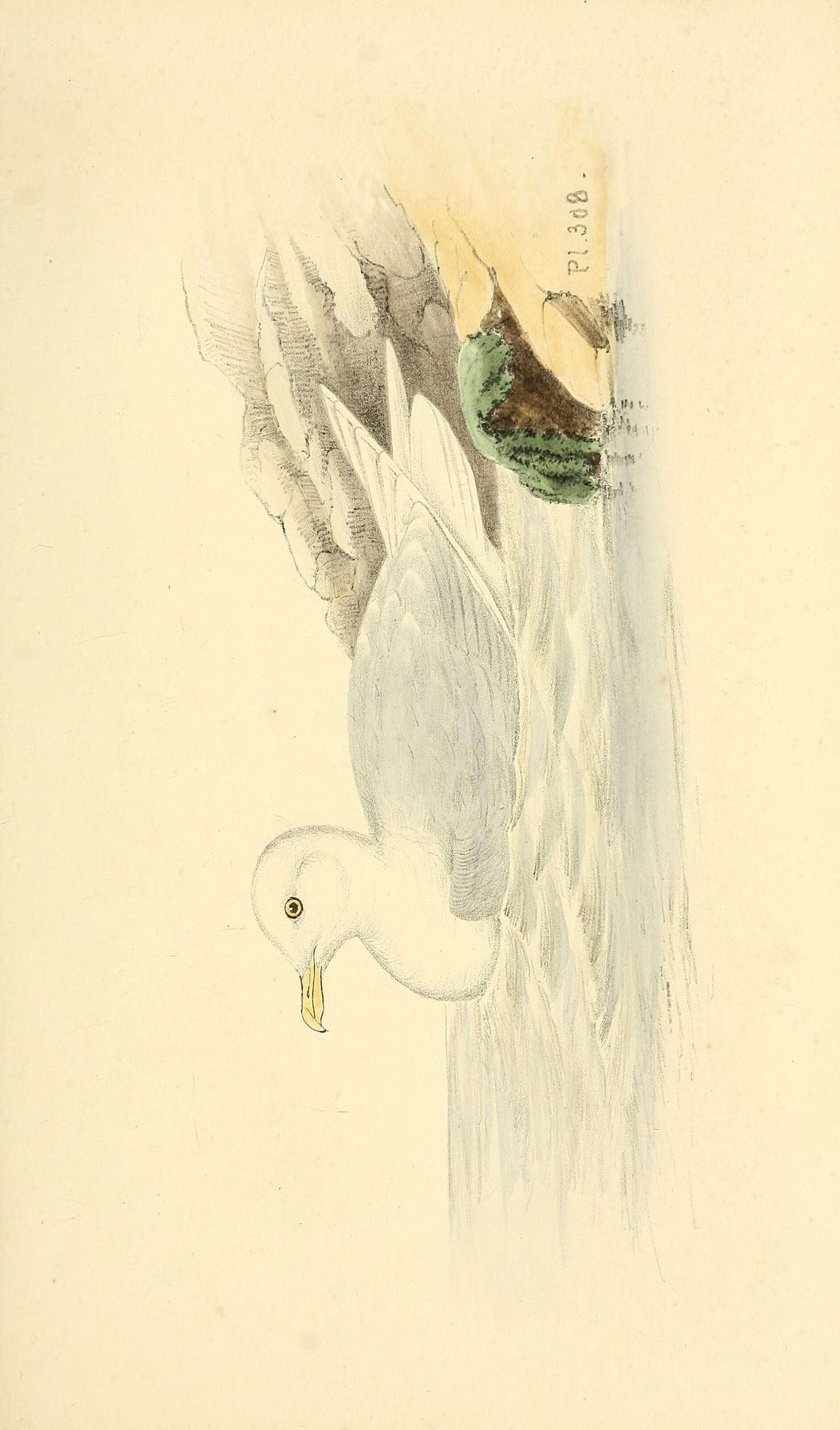 Image of Iceland Gull