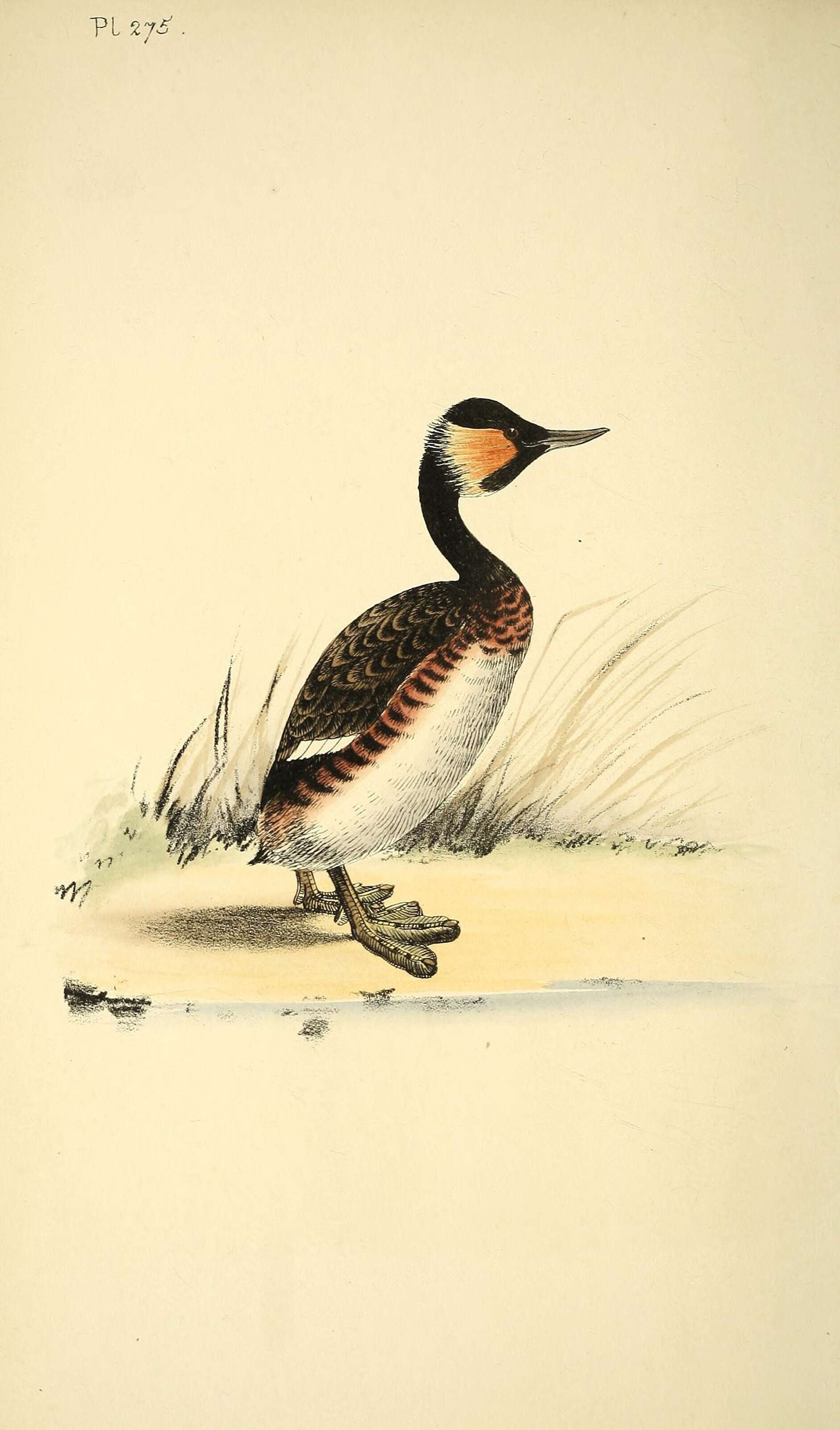 Image de Podiceps Latham 1787