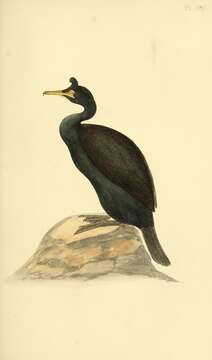 Image of European Shag