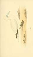 Image of Morus Vieillot 1816